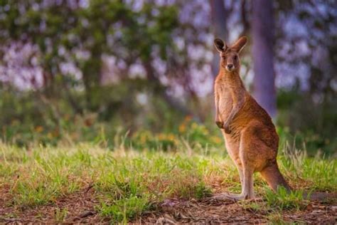 8 Queensland Wildlife Creatures You Must Not Miss Witnessing