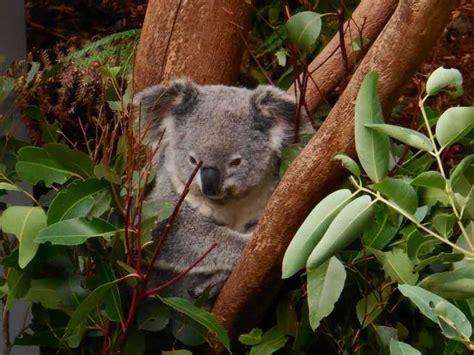 What Do Koala Bears Eat? – The Koala Bear Rescue Project