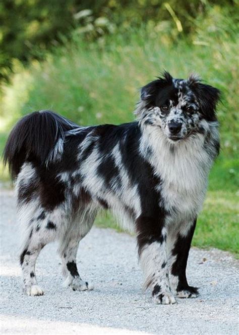 Pyrenean Shepherd Dog Smooth-faced Pyrenean blue merle dog photography ...