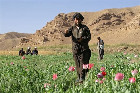 A Flourishing in the Deserts of Afghanistan. But for How Long? - Open ...