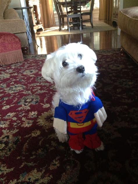 Super dog | Dogs, Animals, Super