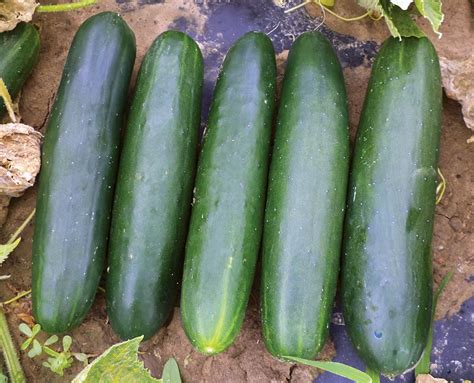 13 Of The Latest Cucumber Varieties - Growing Produce