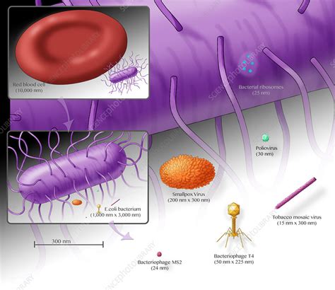 Bacteria Sizes