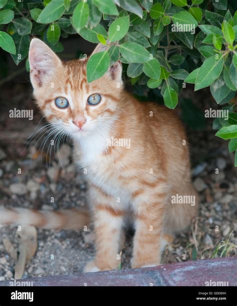 Cute ginger kitten with blue eyes staring, Santorini, Greece Stock ...