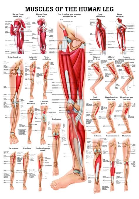 Human Muscles of the Leg Poster - Clinical Charts and Supplies