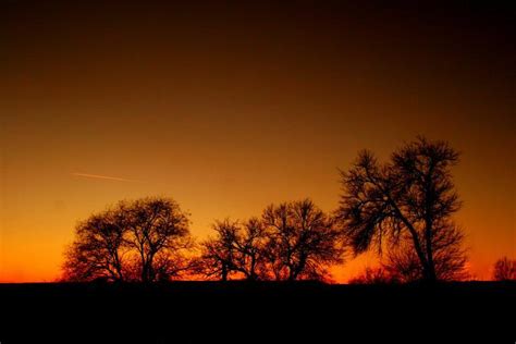 Free Images - sunset red tree in