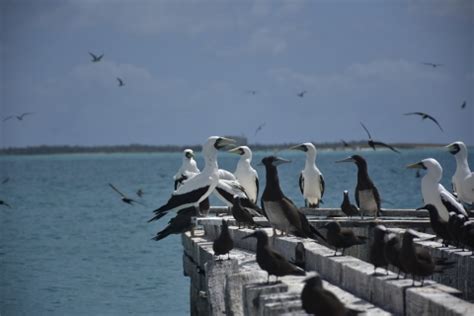 Johnston Atoll National Wildlife Refuge | U.S. Fish & Wildlife Service