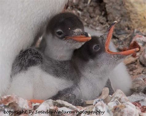 Gentoo Penguin Chicks, Port Lockroy, Antarctic Peninsula