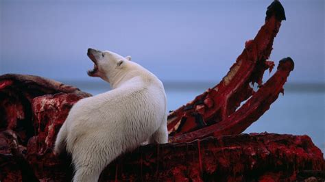 Polar Bears Eating Seals