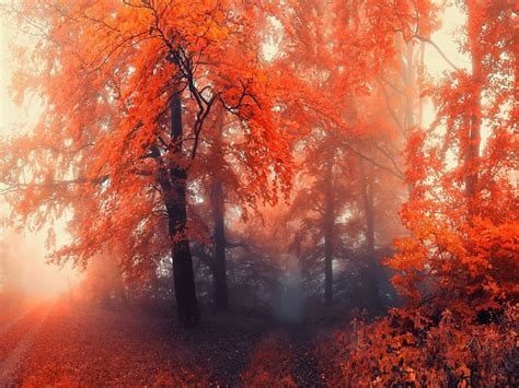 Autumn orange, forest, autumn, orange, trees, mist, HD wallpaper | Peakpx