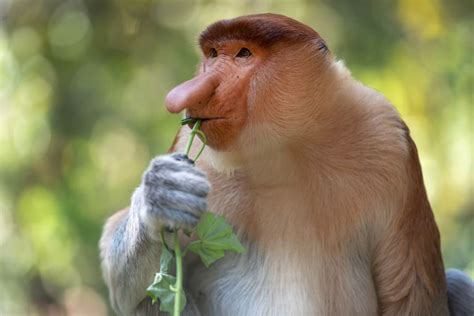 9 Animals With Shockingly Strange Noses