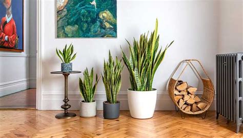 Indoor plants home decoration ideas