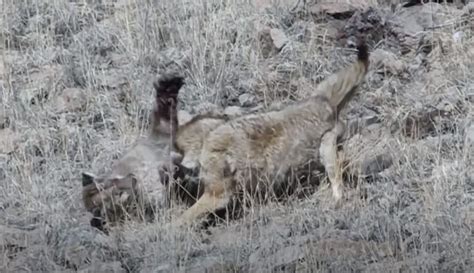 Coyote Nearly Takes Out Mountain Lion In Epic Battle Of Predators | Whiskey Riff