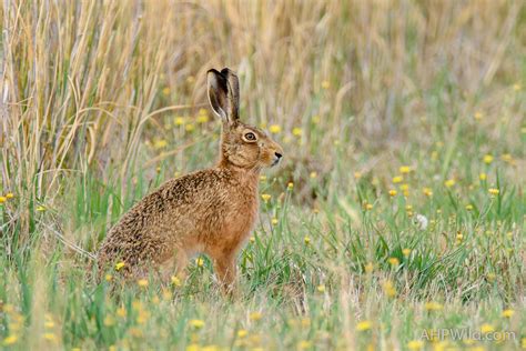 European Hare – AHP Wild