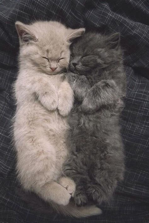 Sleeping kittens : r/aww