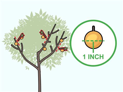 How to Prune Apricot Trees (with Pictures) - wikiHow