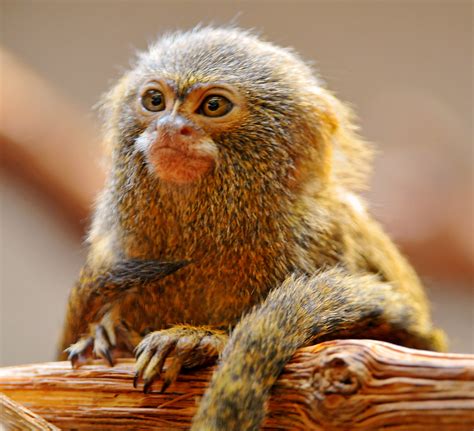 Pygmy marmoset - a photo on Flickriver