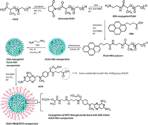 Synthesis of PLGA-PBA@MTX nanoparticles. | Download Scientific Diagram