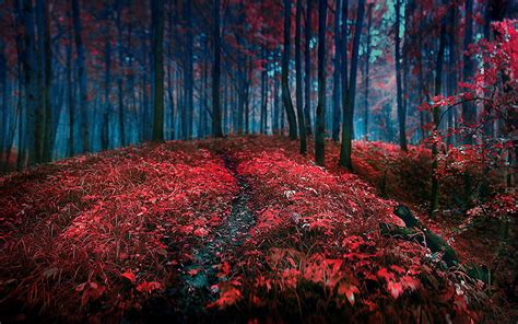 HD wallpaper: red grass field, red trees and shrubs at daytime, forest, leaves | Wallpaper Flare