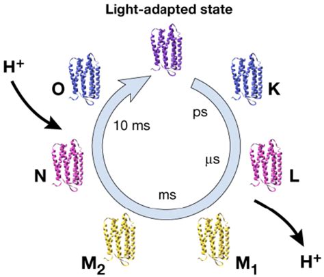 Photocycle of bacteriorhodopsin. Different intermediates formed in the... | Download Scientific ...