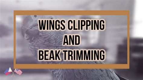 Smokey Timneh African Grey Parrot | Beak Trimming and Wings Clipping ...