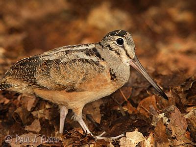 American Woodcock Habitat Use and Survival