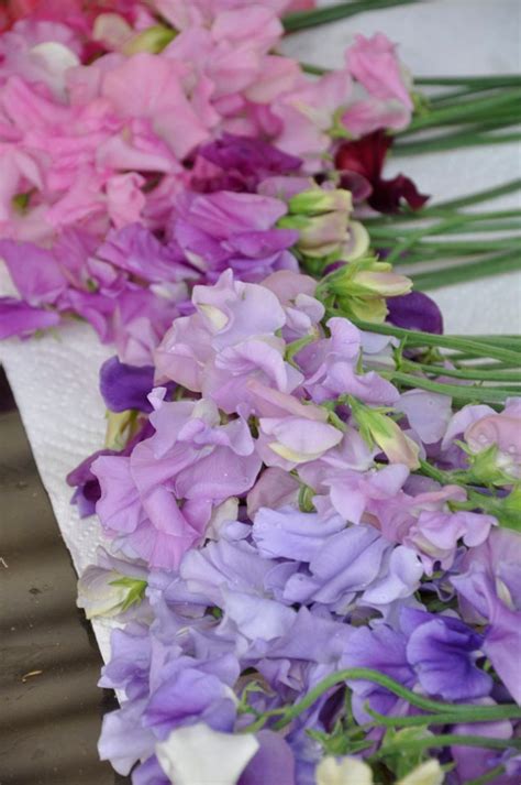 HOW TO GROW SWEET PEAS FOR CUT FLOWERS - Growing With Plants