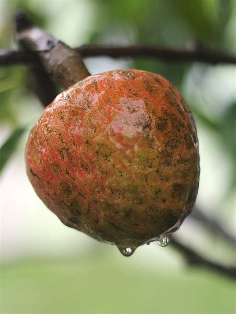 Wild Sweetsop Custard Apple Tree (annona reticulata) – Urban Tropicals