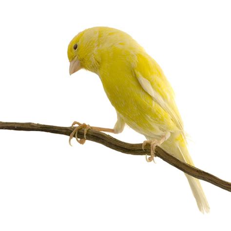 What are the Best Singing Canaries? | Canary | Finches and Canaries ...