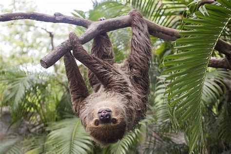 Sloth - Animal Facts for Kids - Characteristics & Pictures