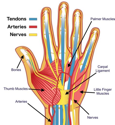 hand-anatomy | Designing for People