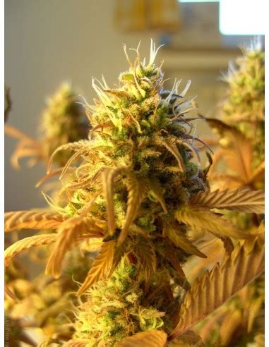 Buy Kosher Kush from Oaseeds - Oaseeds