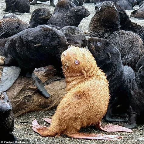 Rare 'Ugly Duckling' ginger seal pup may have to be rescued by biologists | Daily Mail Online