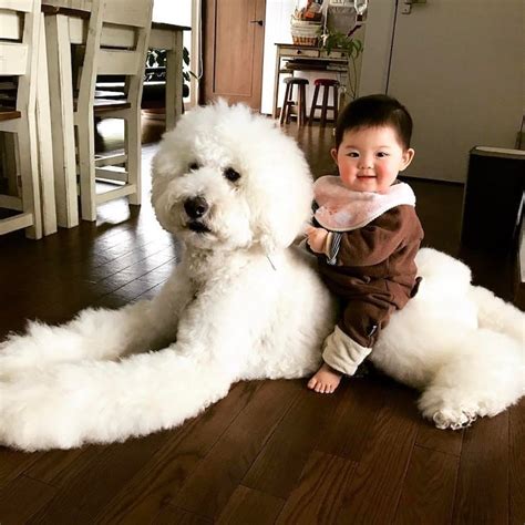 Adorable 1-Year-Old Girl and Giant Poodle are Inseparable Friends