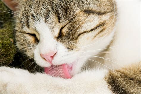 Skin Infections in Cats