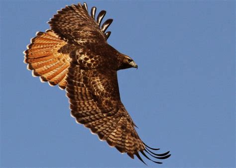 Jo's Morning Walk: Watching the Red-tailed Hawk Soar