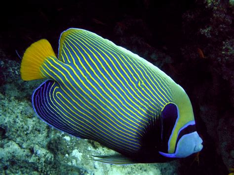 Angelfish - Diet, Breeding, Facts, Pictures, Habitat, Behaviour ...