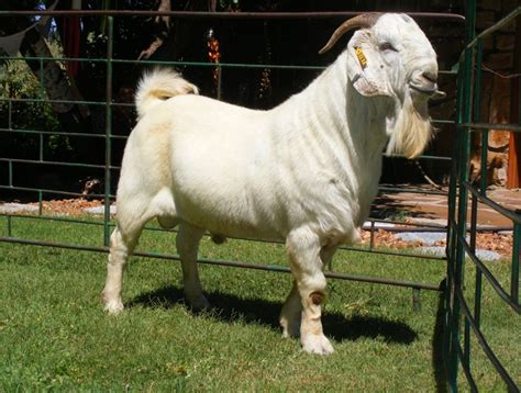 Savanna Goat Breed - Everything You Need to Know