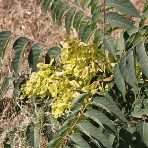 Washington State Noxious Weed Control Board