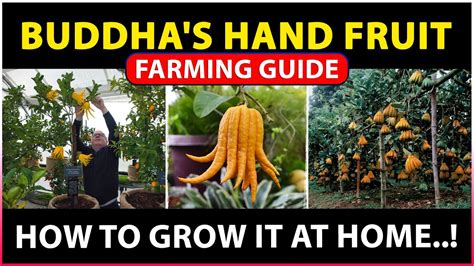 Buddha's hand fruit Farming | How to grow buddha's hand fruit plant at Home - YouTube