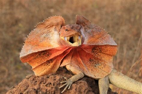 Frilled Lizard - Facts and Beyond | Biology Dictionary