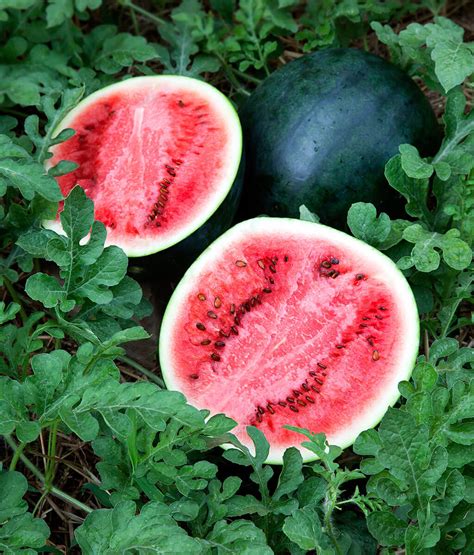 Watermelon Sugar Baby - Moss Greenhouses