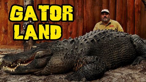 Rare GIANT Alligators at Gatorland Orlando zoo Jay is Living the dream - YouTube