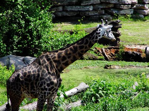 Kansas City Zoo Giraffe Free Stock Photo - Public Domain Pictures