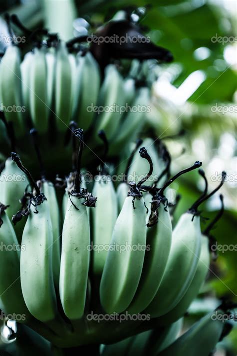 Banana tree with a bunch of bananas Stock Photo by ©Curioso_Travel_Photography 19000675