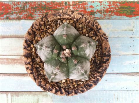 Astrophytum myriostigma Terrarium, Plants, Home Decor, Terrariums ...