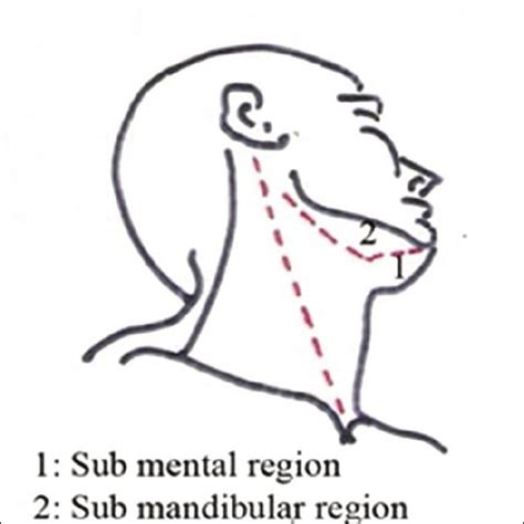 Mental Region Anatomy - Anatomical Charts & Posters