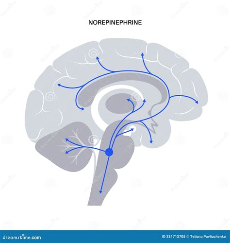 Norepinephrine Hormone Pathway Cartoon Vector | CartoonDealer.com ...