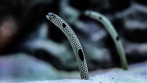 Eel Fact Sheet | Blog | Nature | PBS