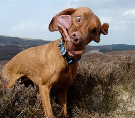 The 23 funniest photos of cats and dogs caught mid-sneeze. The #7 made me laugh so hard